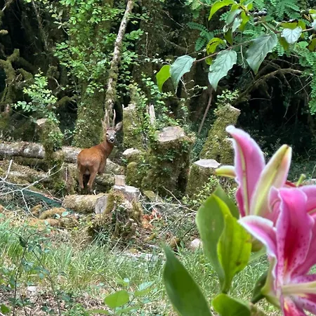 Ferienhaus Petit Coin De Paradis Dans La Foret *